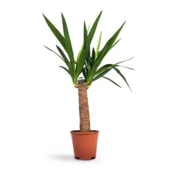Yucca Elephantipes - Spineless Yucca -Plant potted plants Yucca elephantipes Spineless Yucca 14x60cm