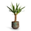 Yucca Elephantipes - Spineless Yucca -Plant potted plants Yucca elephantipes Spineless Yucca 14x60cm Noud Plant Pot Marrakesh 20x17cm d4bb2117 b8df 4248 8b44 b527fe74df1e