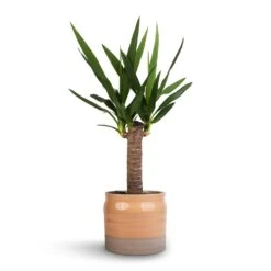 Yucca Elephantipes - Spineless Yucca -Plant potted plants Yucca elephantipes Spineless Yucca 14x60cm Puro Ripple Plant Pot Peach 17x16cm 46a05443 b5cb 422b a2bf e59f8275c0eb