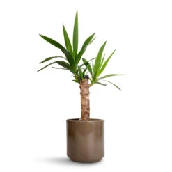 Yucca Elephantipes - Spineless Yucca -Plant potted plants Yucca elephantipes Spineless Yucca 14x60cm Remmi Glaze Plant Pot Mocha 16x16cm 1c6be7b0 2591 4983 ae2e 27dbbf498880