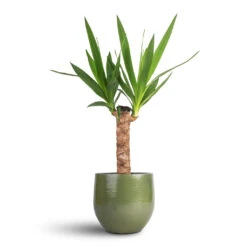 Yucca Elephantipes - Spineless Yucca -Plant potted plants Yucca elephantipes Spineless Yucca 14x60cm Zembla Plant Pot Green 18x16cm cfe1428c 99d3 4149 850d db0f952095ec
