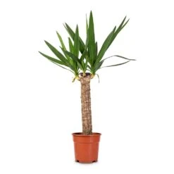 Yucca Elephantipes - Spineless Yucca -Plant potted plants Yucca elephantipes Spineless Yucca 17x70cm