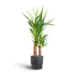 Yucca Elephantipes - Spineless Yucca -Plant potted plants Yucca elephantipes Spineless Yucca 17x75cm 2 stems Erik Plant Pot Denim 20x18cm 12172a6c d381 4af3 b9f2 aad55de4736f