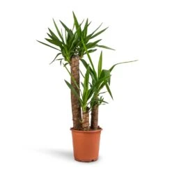 Yucca Elephantipes - Spineless Yucca -Plant potted plants Yucca elephantipes Spineless Yucca 21x100cm 3stems