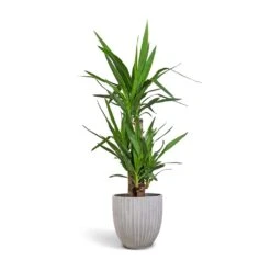 Yucca Elephantipes - Spineless Yucca -Plant potted plants Yucca elephantipes Spineless Yucca 21x100cm 3 stems Lagos Plant Pot Cement 26x26cm e37531bc 122c 41f8 945b 3460f7b08555