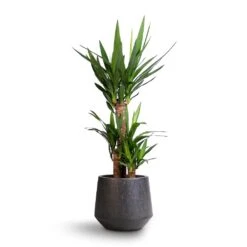 Raindrop Tube Round Planter - Anthracite -Plant potted plants Yucca elephantipes Spineless Yucca 21x90cm Raindrop Tube Round Planter Anthracite