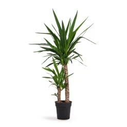 Yucca Elephantipes - Spineless Yucca -Plant potted plants Yucca elephantipes Spineless Yucca 21x95cm 2stems