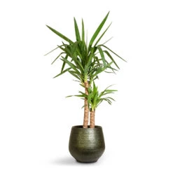 Noor Plant Pot - Velvet Green -Plant potted plants Yucca elephantipes Spineless Yucca 21x95cm 2stems Noor Plant Pot Velvet Green 32x30cm