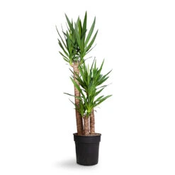 Yucca Elephantipes - Spineless Yucca -Plant potted plants Yucca elephantipes Spineless Yucca 27x140cm 3stems