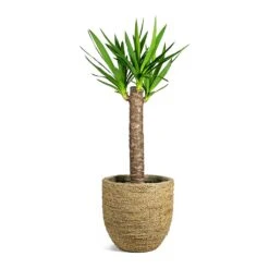 Cody Plant Pot - Straw Grass -Plant potted plants Yucca elephantipes Spineless Yucca Cody Plant Pot Straw Grass a62888dd d2e3 44a6 9e26 51e52ee64fcf