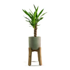 Charlie Plant Pot - Tall Stand - Grey Washed -Plant potted plants Yucca elephantipes Spineless Yucca Patt Plant Pot Low Stand Black Washed