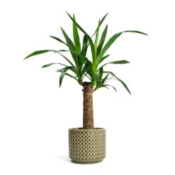Yucca Elephantipes - Spineless Yucca -Plant potted plants Yucca elephantipes Spineless Yucca Thies Plant Pot Olive Green c12878d5 eee8 41b8 a40f 25046b21a0ee