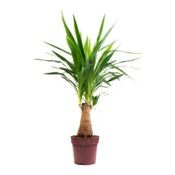 Yucca Elephantipes - Thick Trunk -Plant potted plants Yucca elephantipes Thick Trunk 19x80cm