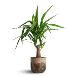 Yucca Elephantipes - Thick Trunk -Plant potted plants Yucca elephantipes Thick Trunk 19x80cm Albero Plant Pot Cement 21x19cm 171f1f15 8768 47c8 a13a 77fac554ef3c