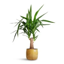 Yucca Elephantipes - Thick Trunk -Plant potted plants Yucca elephantipes Thick Trunk 19x80cm Babet Plant Pot Camel 21x18cm 71ad2835 d46a 4342 8e6d cbdfe4ec2b83