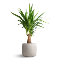 Yucca Elephantipes - Thick Trunk -Plant potted plants Yucca elephantipes Thick Trunk 19x80cm Mini Valerie Plant Pot Grey Washed 28x22cm