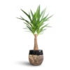 Yucca Elephantipes - Thick Trunk 2 Yucca Elephantipes - Thick Trunk -Plant potted plants Yucca elephantipes Thick Trunk 21x100cm Lindy Plant Pot Black 30x25cm