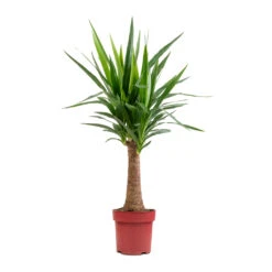 Yucca Elephantipes - Thick Trunk -Plant potted plants Yucca elephantipes Thick Trunk 21x100cmjpg