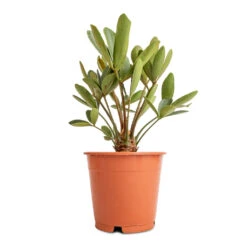 Zamia Furfuracea - Cardboard Palm -Plant potted plants Zamia furfuracea Cardboard Palm 12x45cm