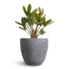 Zamia Furfuracea - Cardboard Palm 2 Zamia Furfuracea - Cardboard Palm -Plant potted plants Zamia furfuracea Cardboard Palm 12x45cm Anne Plant Pot Blue Stone 14x13cm