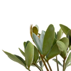 Zamia Furfuracea - Cardboard Palm -Plant potted plants Zamia furfuracea Cardboard Palm SWATCH 2