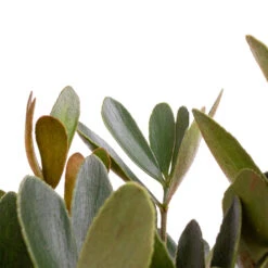 Zamia Furfuracea - Cardboard Palm -Plant potted plants Zamia furfuracea Cardboard Palm SWATCH 3