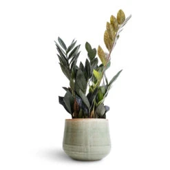 Zamioculcas Zamiifolia - Raven ZZ Plant -Plant potted plants Zamioculcas zamiifolia Raven ZZ Plant 14x50cm Iris Plant Pot Mint 18x15cm b5396ae6 031c 4e8d b291 65fb86e22ef9