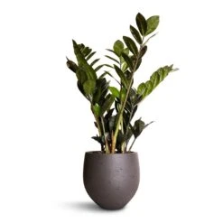 Zamioculcas Zamiifolia - Raven ZZ Plant -Plant potted plants Zamioculcas zamiifolia Raven ZZ Plant 14x50cm Mini Orb Kevan Plant Pot Black Washed 18x15cm