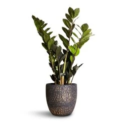 Zamioculcas Zamiifolia - Raven ZZ Plant -Plant potted plants Zamioculcas zamiifolia Raven ZZ Plant 14x50cm Rinca Plant Pot Shiny Black 17x15cm
