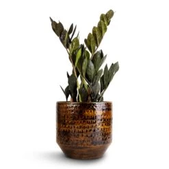 Zamioculcas Zamiifolia - Raven ZZ Plant -Plant potted plants Zamioculcas zamiifolia Raven ZZ Plant 14x50cm Sanna Plant Pot Savanna 18x17cm 1