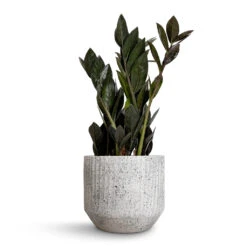 Solento Plant Pot - White Speckle -Plant potted plants Zamioculcas zamiifolia Raven ZZ Plant 14x50cm Solento Plant Pot White Speckle 16x14cm