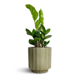 Bourton Scalloped Plant Pot - Sage 12 Bourton Scalloped Plant Pot - Sage -Plant potted plants Zamioculcas zamiifolia ZZ Plant 12x30cm Bourton Scalloped Plant Pot Sage 16x16cm