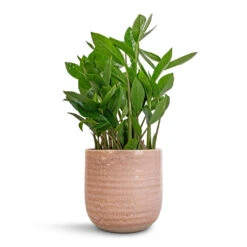 Ocean Glaze Plant Pot - Morganite -Plant potted plants Zamioculcas zamiifolia ZZ Plant 14x40cm Ocean Glaze Plant Pot Morganite 16x16cm