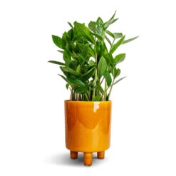 Pisa Plant Pot - Mustard -Plant potted plants Zamioculcas zamiifolia ZZ Plant 14x40cm Pisa Plant Pot Mustard 16x19cm