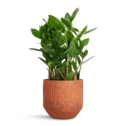 Zamioculcas Zamiifolia - ZZ Plant 26 Zamioculcas Zamiifolia - ZZ Plant -Plant potted plants Zamioculcas zamiifolia ZZ Plant 14x40cm Solento Plant Pot Terracotta Speckle 16x14cm dc5c599f 495d 4f1c 9b71 d90eda7158b4