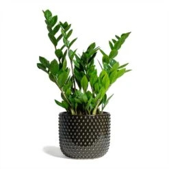 Zamioculcas Zamiifolia - ZZ Plant 35 Zamioculcas Zamiifolia - ZZ Plant -Plant potted plants Zamioculcas zamiifolia ZZ Plant 17x65cm Bolino Plant Pot Shiny Black 24x21cm