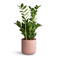 Zamioculcas Zamiifolia - ZZ Plant 31 Zamioculcas Zamiifolia - ZZ Plant -Plant potted plants Zamioculcas zamiifolia ZZ Plant 17x65cm Lisbon Plant Pot Pink Clay 19x19cm 73d2b620 57cd 4902 be6b 877557c2242e
