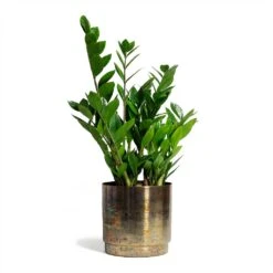 Zamioculcas Zamiifolia - ZZ Plant 38 Zamioculcas Zamiifolia - ZZ Plant -Plant potted plants Zamioculcas zamiifolia ZZ Plant 17x65cm Minou Metal Plant Pots Set of 3 Copper Black