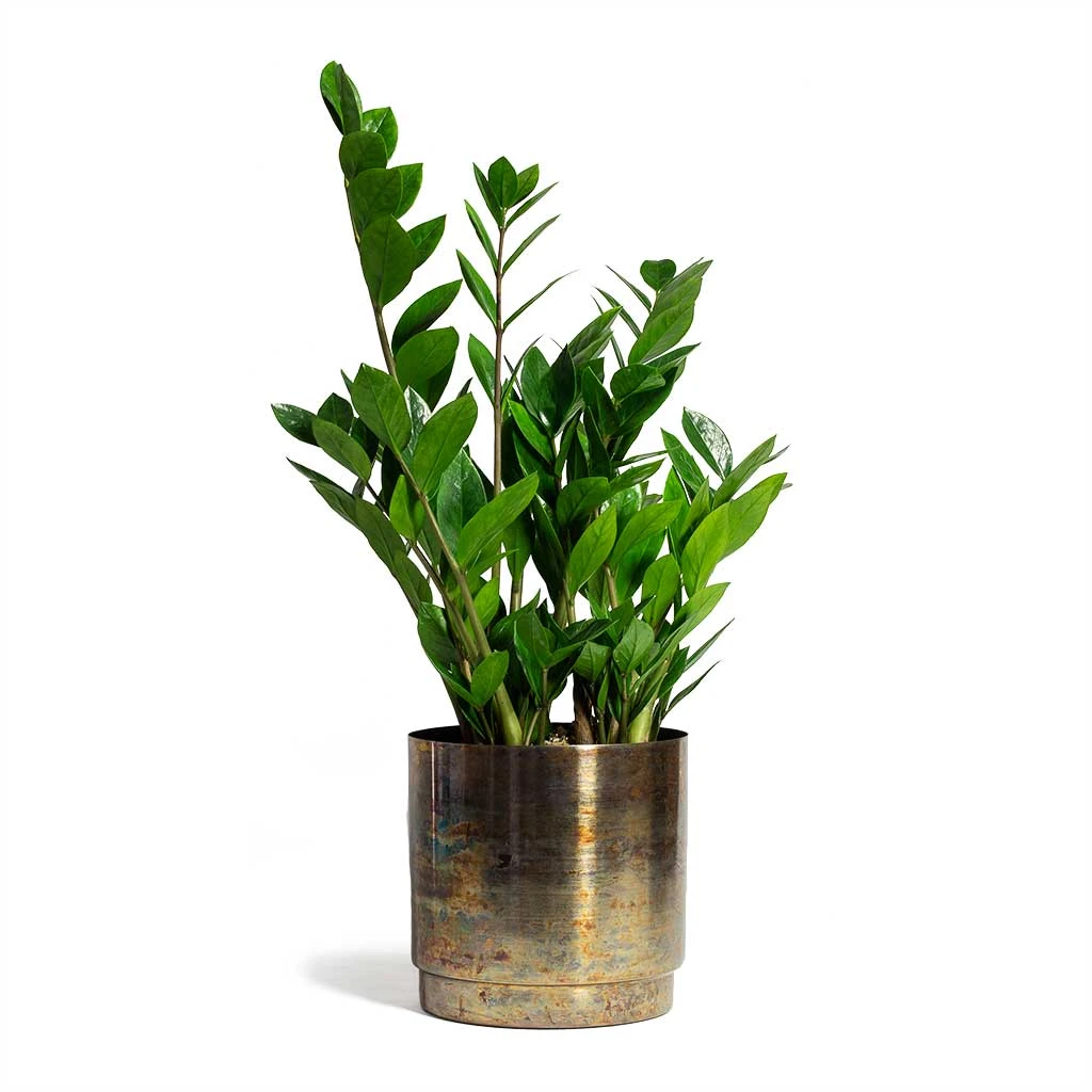 Zamioculcas Zamiifolia - ZZ Plant 19 Zamioculcas Zamiifolia - ZZ Plant - Image 17