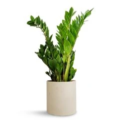 Zamioculcas Zamiifolia - ZZ Plant 41 Zamioculcas Zamiifolia - ZZ Plant -Plant potted plants Zamioculcas zamiifolia ZZ Plant 17x65cm Puk Refined Planter Natural White 20x20cm
