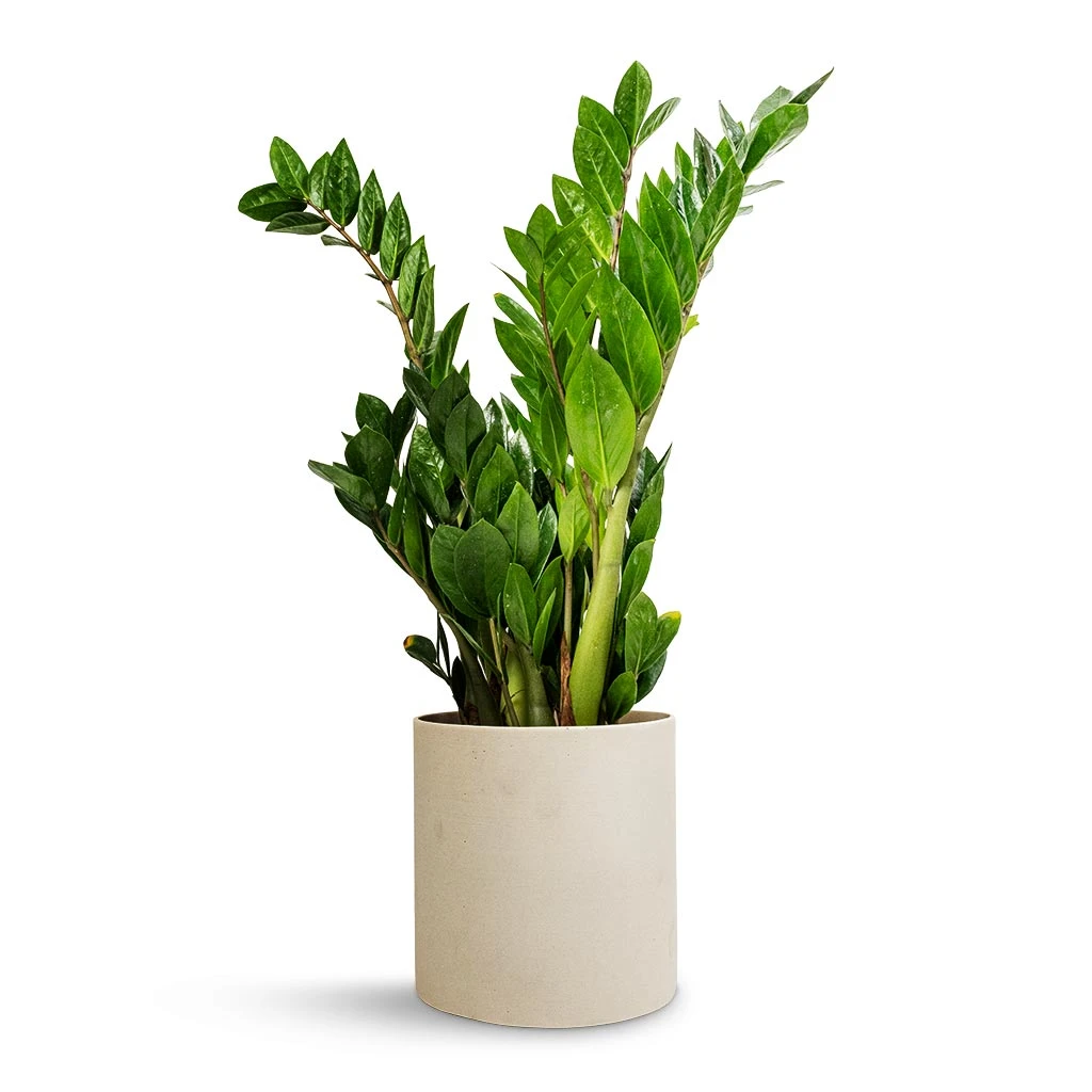 Puk Refined Planter - Natural White 8 Puk Refined Planter - Natural White - Image 6