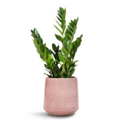 Zamioculcas Zamiifolia - ZZ Plant 34 Zamioculcas Zamiifolia - ZZ Plant -Plant potted plants Zamioculcas zamiifolia ZZ Plant 17x65cm Remi Plant Pot Pink 23x25cm