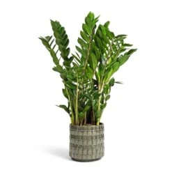 Zamioculcas Zamiifolia - ZZ Plant 33 Zamioculcas Zamiifolia - ZZ Plant -Plant potted plants Zamioculcas zamiifolia ZZ Plant 17x65cm Stian Plant Pot Moss Green 21x20cm dcf78df2 d56f 419a 96e0 a89f452e8aa1