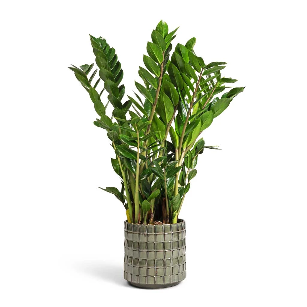 Zamioculcas Zamiifolia - ZZ Plant 14 Zamioculcas Zamiifolia - ZZ Plant - Image 12
