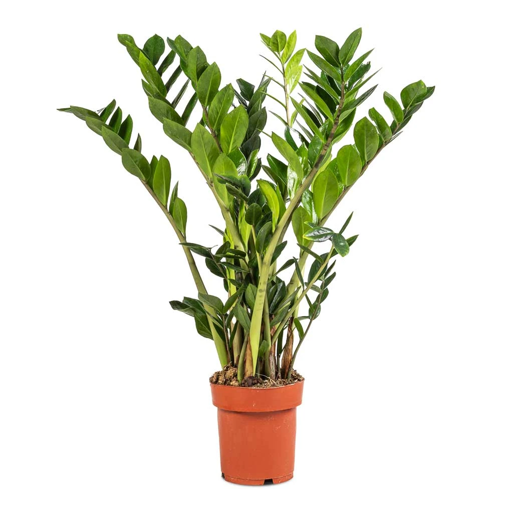 Zamioculcas Zamiifolia - ZZ Plant 13 Zamioculcas Zamiifolia - ZZ Plant - Image 11