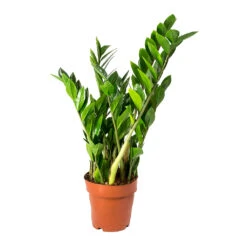 Zamioculcas Zamiifolia - ZZ Plant 36 Zamioculcas Zamiifolia - ZZ Plant -Plant potted plants Zamioculcas zamiifolia ZZ Plant