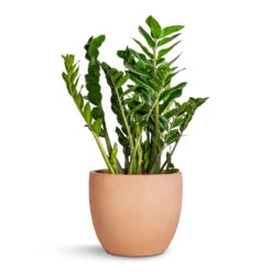 Terracotta Plant Pot -Plant potted plants Zamioculcas zamiifolia ZZ Plant 27x100cm Terracotta Plant Pot 38x33cm 95f398d2 dec7 49bc a69e cd2e85772cb5