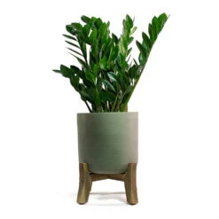 Charlie Plant Pot - Low Stand - Grey Washed -Plant potted plants Zamioculcas zamiifolia ZZ Plant Charlie Plant Pot Low Stand Grey Washed