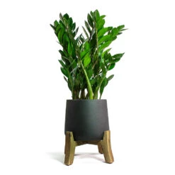 Zamioculcas Zamiifolia - ZZ Plant 30 Zamioculcas Zamiifolia - ZZ Plant -Plant potted plants Zamioculcas zamiifolia ZZ Plant Patt Plant Pot Low Stand Black Washed ec9462f6 c47f 4ae7 b4f4 d207bacac515