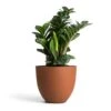 Zamioculcas Zamiifolia Zenzi - Zenzi ZZ Plant -Plant potted plants Zamioculcas zamiifolia Zenzi Zenzi ZZ Plant 14x45cm Coral Refined Planter Canyon Orange 18x15cm